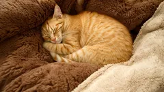 Kediler rüya görür mü? Bilimsel gerçekler ve kedinizin uykusunun sırları